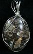 Silver Wire Wrapped Turritella Pendant #5956-1